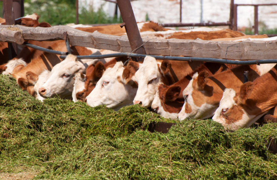 Fooder - Cattle Farm 