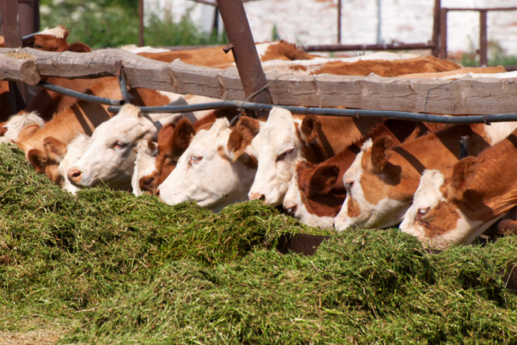 Fooder - Cattle Farm 